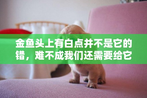 金魚頭上有白點并不是它的錯，難不成我們還需要給它理個發？ 
