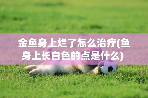 金魚身上爛了怎么治療(魚身上長白色的點是什么) 