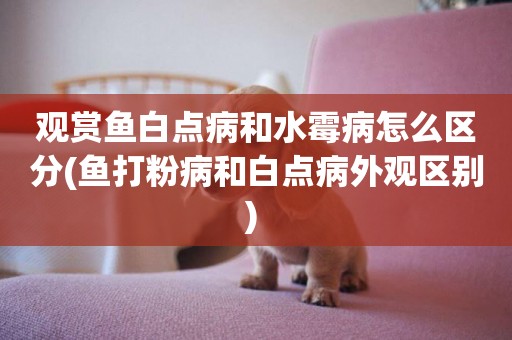觀賞魚白點病和水霉病怎么區分(魚打粉病和白點病外觀區別) 