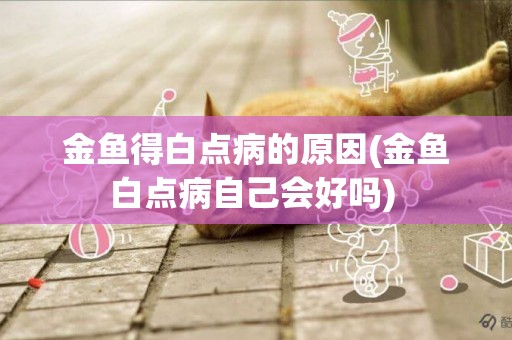 金魚得白點病的原因(金魚白點病自己會好嗎) 