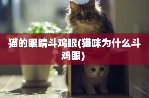 貓的眼睛斗雞眼(貓咪為什么斗雞眼) 