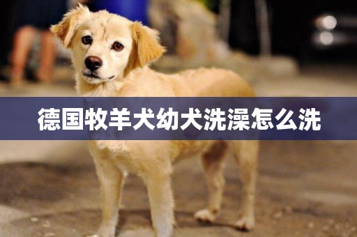 德國牧羊犬幼犬洗澡怎么洗