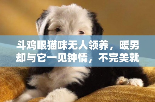 斗雞眼貓咪無人領養，暖男卻與它一見鐘情，不完美就是最大的完美 