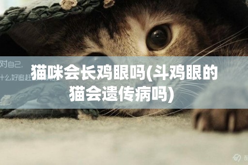 貓咪會長雞眼嗎(斗雞眼的貓會遺傳病嗎) 