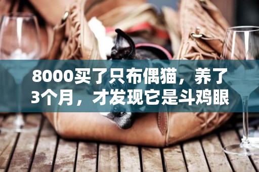 8000買了只布偶貓，養了3個月，才發現它是斗雞眼！ 