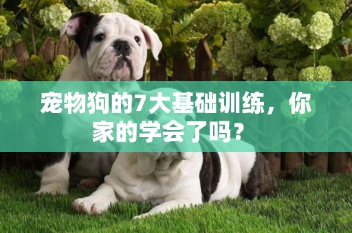 寵物狗的7大基礎訓練，你家的學會了嗎？ 