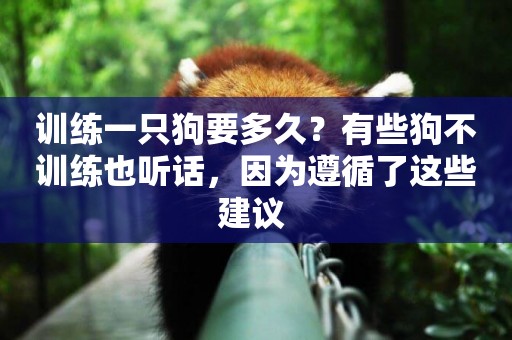 訓練一只狗要多久？有些狗不訓練也聽話，因為遵循了這些建議 