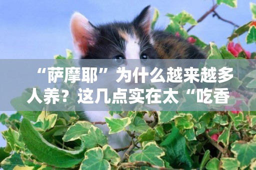 “薩摩耶”為什么越來越多人養？這幾點實在太“吃香”了 