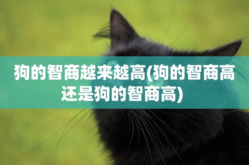 狗的智商越來越高(狗的智商高還是狗的智商高) 