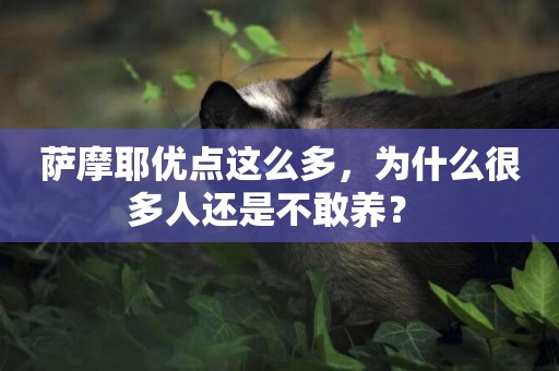 薩摩耶優點這么多，為什么很多人還是不敢養？ 