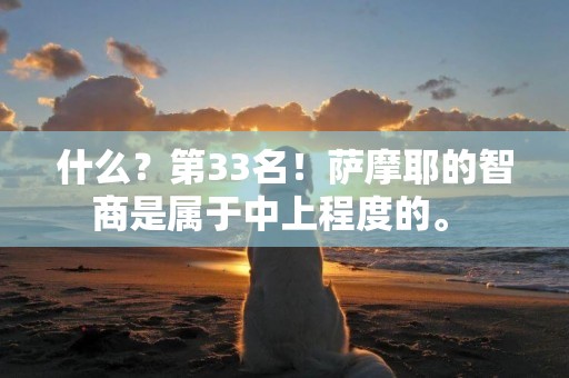 什么？第33名！薩摩耶的智商是屬于中上程度的。 