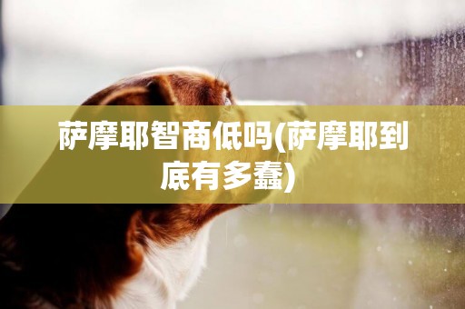 薩摩耶智商低嗎(薩摩耶到底有多蠢) 