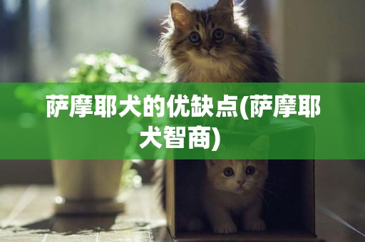 薩摩耶犬的優缺點(薩摩耶犬智商) 
