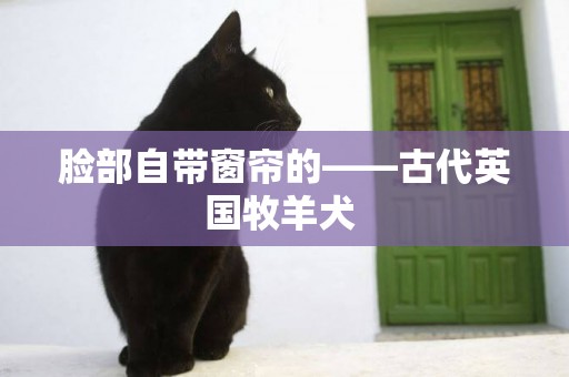 臉部自帶窗簾的——古代英國牧羊犬 