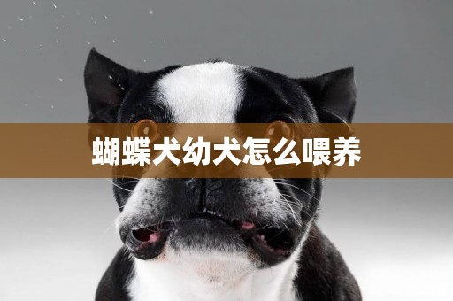 蝴蝶犬幼犬怎么喂養