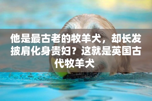 他是最古老的牧羊犬，卻長發披肩化身貴婦？這就是英國古代牧羊犬 