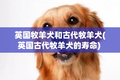 英國牧羊犬和古代牧羊犬(英國古代牧羊犬的壽命) 