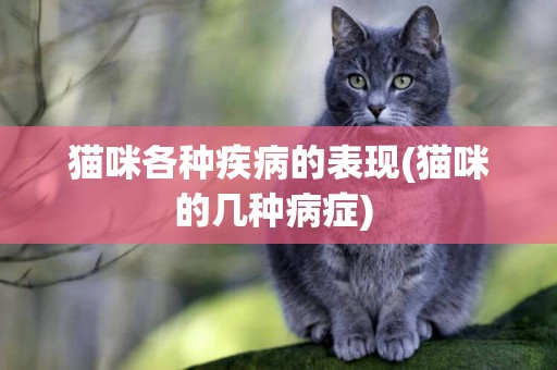 貓咪各種疾病的表現(貓咪的幾種病癥) 