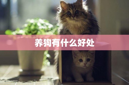 養狗有什么好處