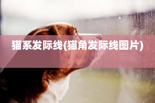 貓系發際線(貓角發際線圖片) 