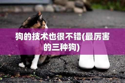 狗的技術也很不錯(最厲害的三種狗) 