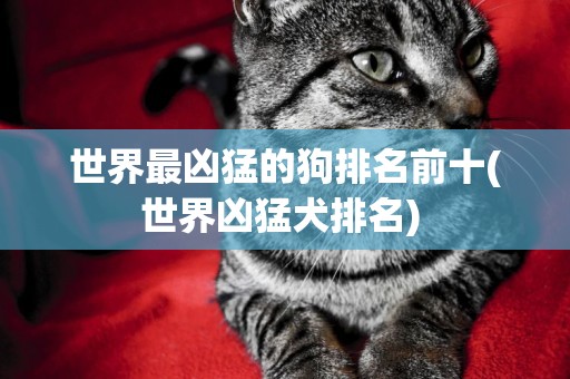 世界最兇猛的狗排名前十(世界兇猛犬排名) 