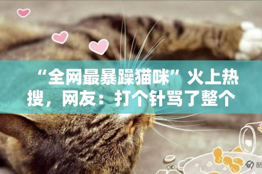 “全網最暴躁貓咪”火上熱搜，網友：打個針罵了整個醫院？哈哈哈 