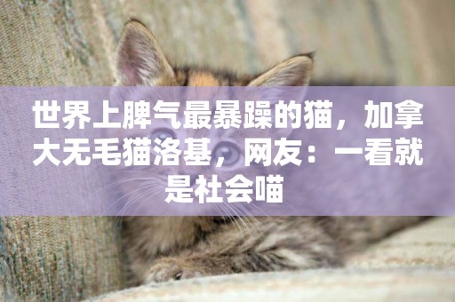 世界上脾氣最暴躁的貓，加拿大無毛貓洛基，網友：一看就是社會喵 