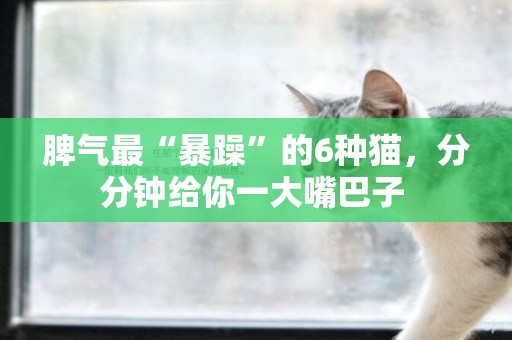 脾氣最“暴躁”的6種貓，分分鐘給你一大嘴巴子 