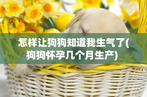 怎樣讓狗狗知道我生氣了(狗狗懷孕幾個月生產) 