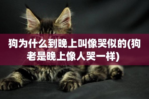 狗為什么到晚上叫像哭似的(狗老是晚上像人哭一樣) 