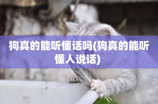 狗真的能聽懂話嗎(狗真的能聽懂人說話) 