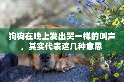 狗狗在晚上發出哭一樣的叫聲，其實代表這幾種意思 