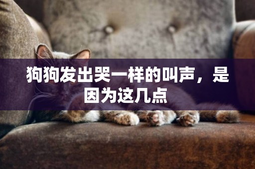 狗狗發出哭一樣的叫聲，是因為這幾點 