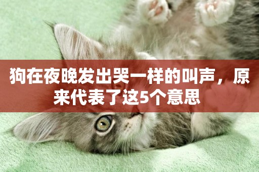 狗在夜晚發出哭一樣的叫聲，原來代表了這5個意思 