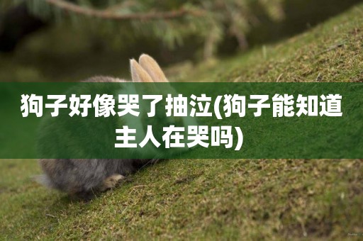 狗子好像哭了抽泣(狗子能知道主人在哭嗎) 