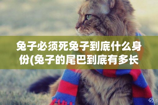 兔子必須死兔子到底什么身份(兔子的尾巴到底有多長) 