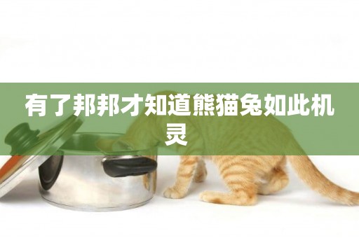 有了邦邦才知道熊貓兔如此機靈 