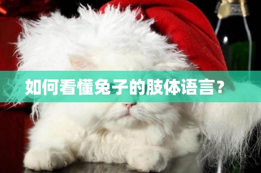 如何看懂兔子的肢體語言？ 