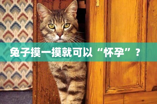 兔子摸一摸就可以“懷孕”？ 