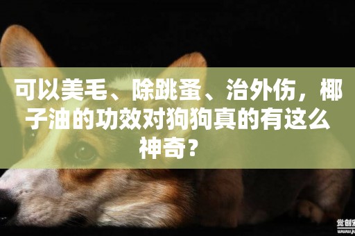 可以美毛、除跳蚤、治外傷，椰子油的功效對狗狗真的有這么神奇？ 