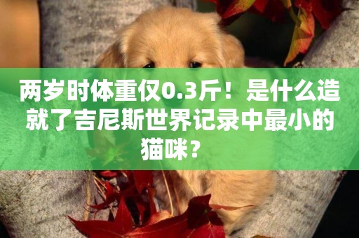 兩歲時體重僅0.3斤！是什么造就了吉尼斯世界記錄中最小的貓咪？ 