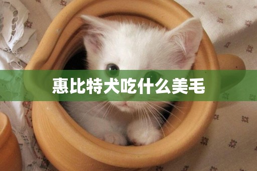 惠比特犬吃什么美毛