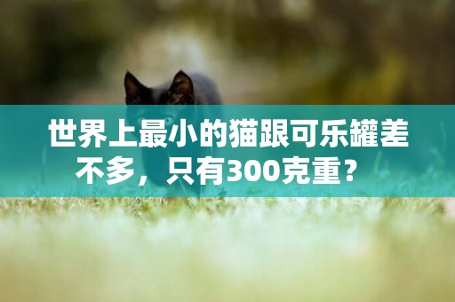 世界上最小的貓跟可樂罐差不多，只有300克重？ 