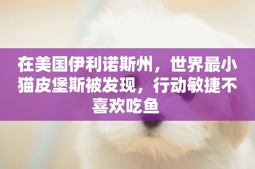 在美國伊利諾斯州，世界最小貓皮堡斯被發現，行動敏捷不喜歡吃魚 