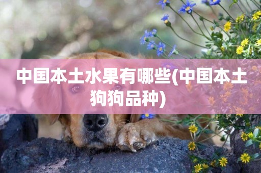 中國本土水果有哪些(中國本土狗狗品種) 