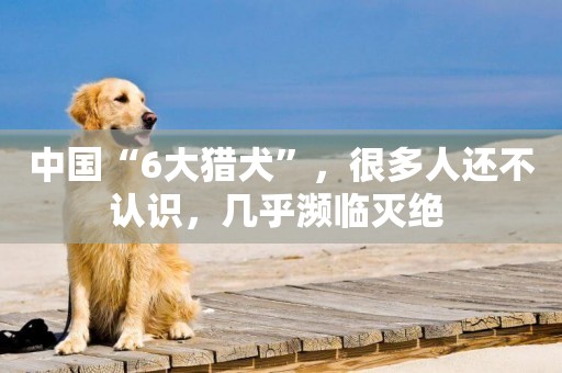 中國“6大獵犬”，很多人還不認識，幾乎瀕臨滅絕 