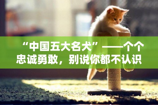 “中國五大名犬”——個個忠誠勇敢，別說你都不認識 