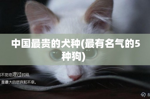 中國最貴的犬種(最有名氣的5種狗) 