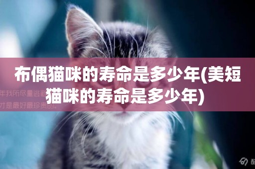 布偶貓咪的壽命是多少年(美短貓咪的壽命是多少年) 